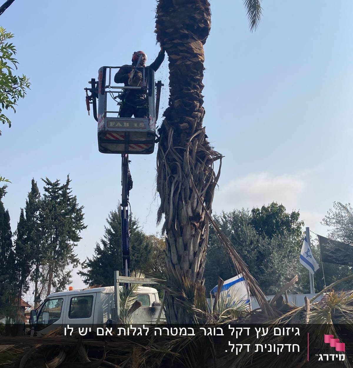 אדם גוזם עץ דקל עם מסור חשמלי